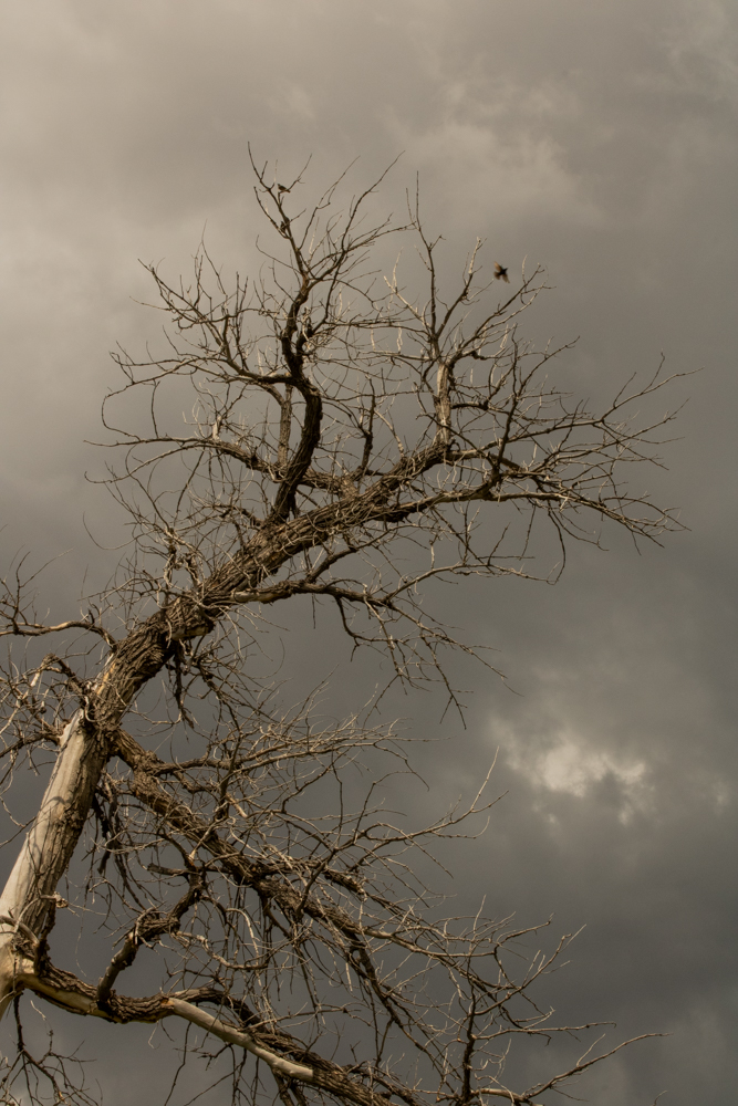 A hawk soars above a gnarled tree.